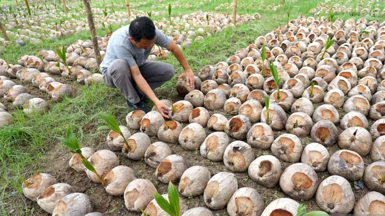 Indonesia to Allocate USD 560 Million for Strategic Plantation Seeds