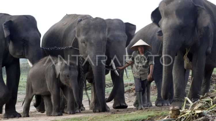 Indonesia Advances Innovative Conservation Funding