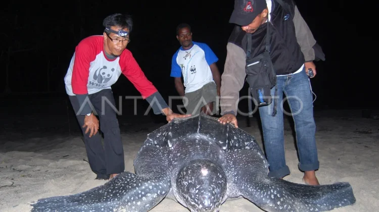 WWF Expands Turtle Conservation in Buru Island