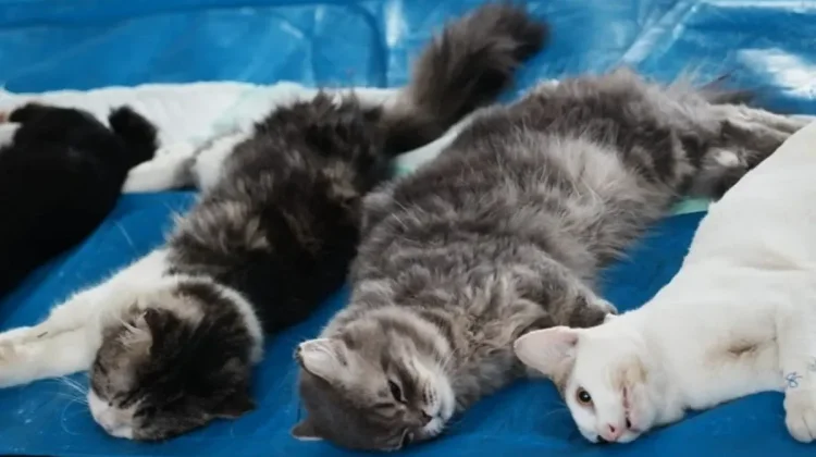 West Jakarta Authorities Sterilize Hundreds of Male Cats to Curb Feline Boom