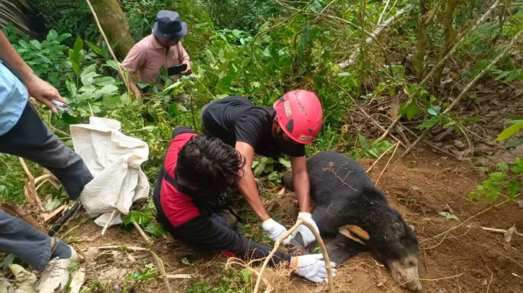 BKSDA Sumbar Rescues Sun Bear Trapped in Wild Boar Snare in Pasaman