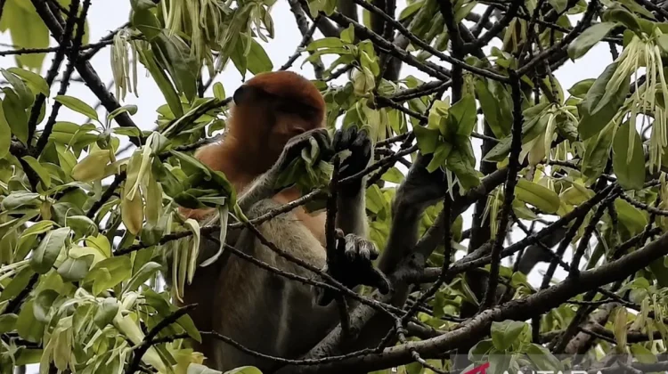 Proboscis Monkey Population in Mount Kentawan Karst Area Surges to 102