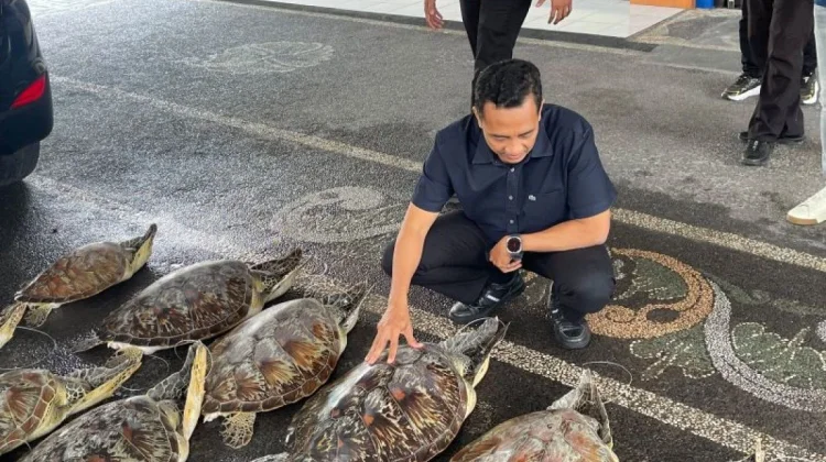 Bali Police Intercept Smuggling Attempt, Rescue 21 Live Green Sea Turtles