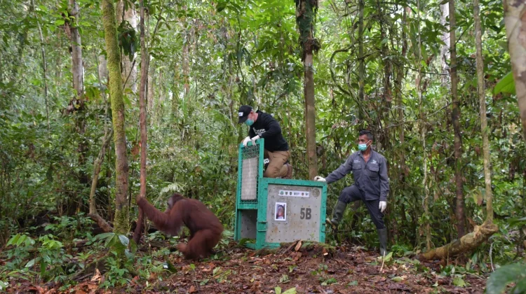 Five Rehabilitated Bornean Orangutans Returned to the Wild from Nyaru Menteng