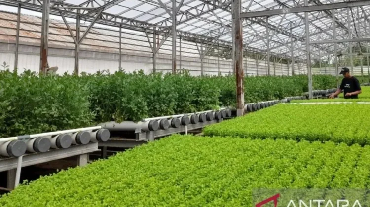 Banten Launches Smart Farming Initiatives to Attract Young Farmers