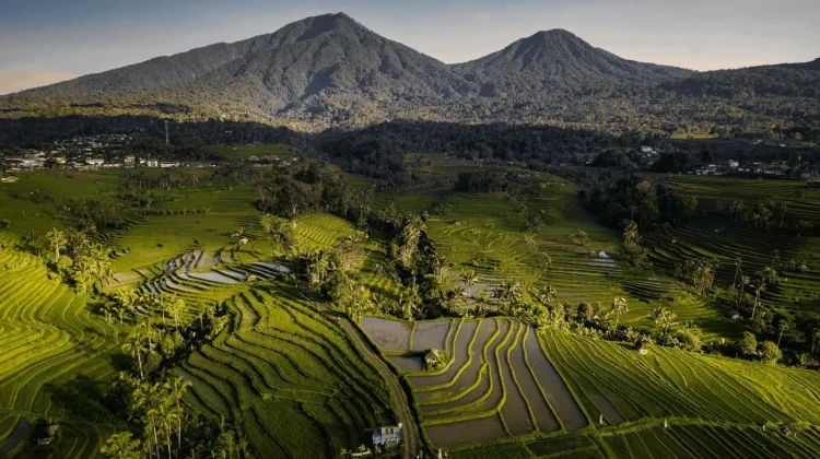 Tri Hita Karana is Globally Relevant to Future Food Development: FAO Indonesia