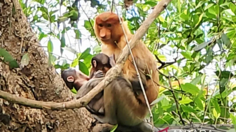 Rare Twin Proboscis Monkeys Spark Global Praise for Curiak Conservation