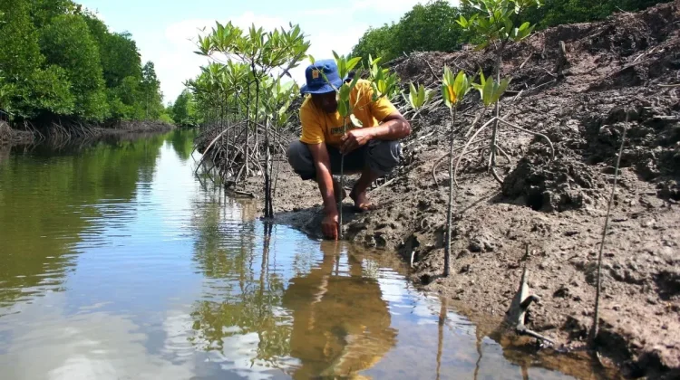 BRIN Highlights Silvo-Aquaculture as Key to Coastal Food Resilience