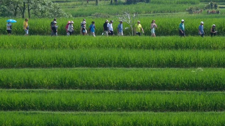 Bali’s Subak Showcased as Global Model for Low‑Emission Farming