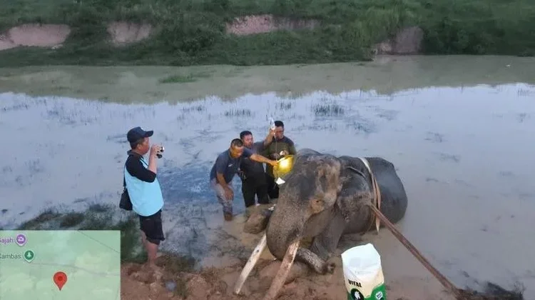 Legendary Patrol Elephant Indra Dies After Decades of Conservation Service
