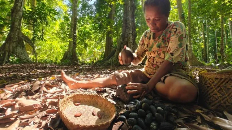 Alor Kenari Gains Geographical Indication to Drive Local Economic Growth