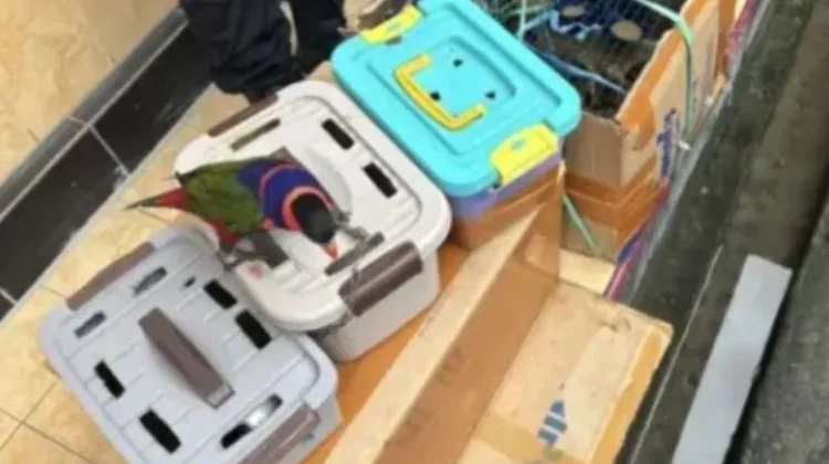 Joint Task Force Intercepts 15 Smuggled Papuan Exotic Birds at Ambon Harbor