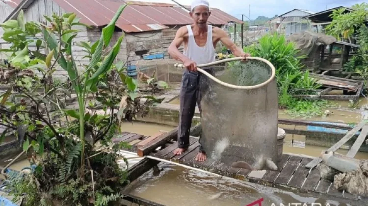 East Kalimantan Guards Quality of Freshwater Fish Farming
