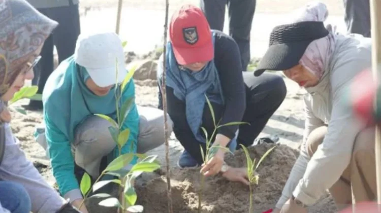 Central Bangka Uses Mangrove as Ecological Buffers
