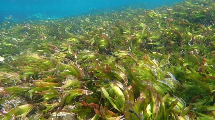 Cross-Institutional Conservation Research Set to Strengthen Blue Economy in NTT