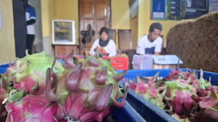 Banyuwangi Farmers Turn Rejected Dragon Fruit Into Higher‑value Products