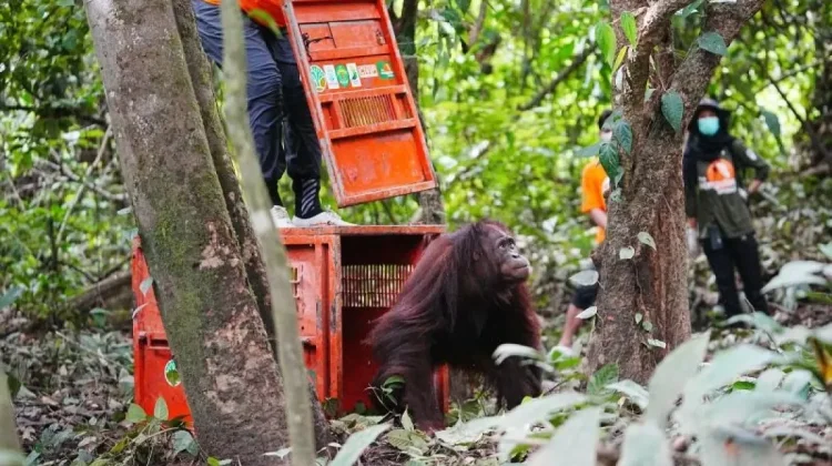 Three Rehabilitated Orangutans Released in East Kutai