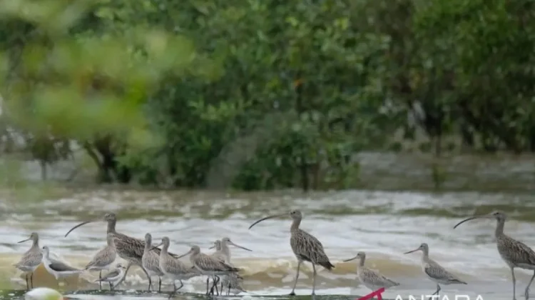 Jambi Coast Emerges as Key Migratory Bird Sanctuary