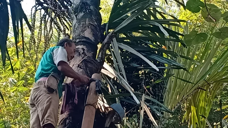 BRIN Sees Sugar Palm Sap as Key to Indonesia’s Bioethanol Future