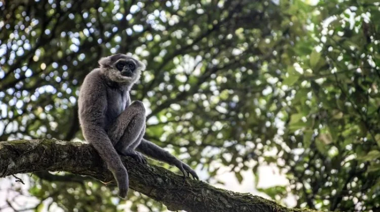 Indonesia Foils Attempted Wildlife Smuggling to Oman at Soekarno-Hatta Airport