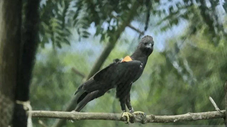 Two Female Eagles Released to Revive Garut’s Forest Ecosystem