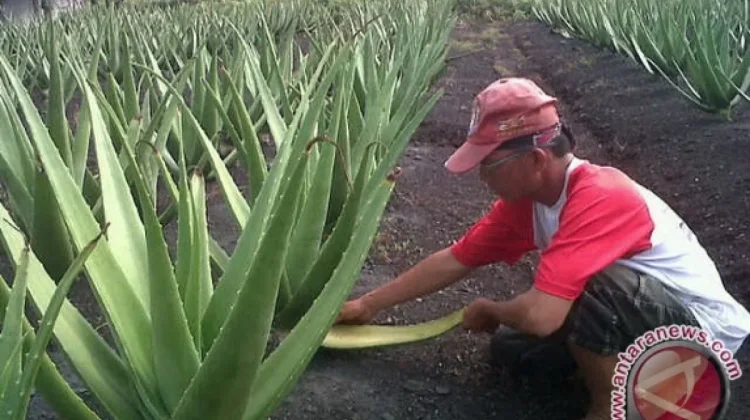 Govt Pushes Aloe Vera to Revive Glory in West Kalimantan