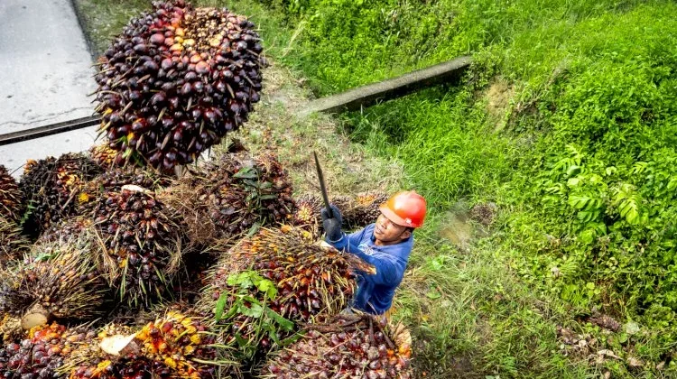 Govt to Roll Out B50 Biodiesel for Energy Independence