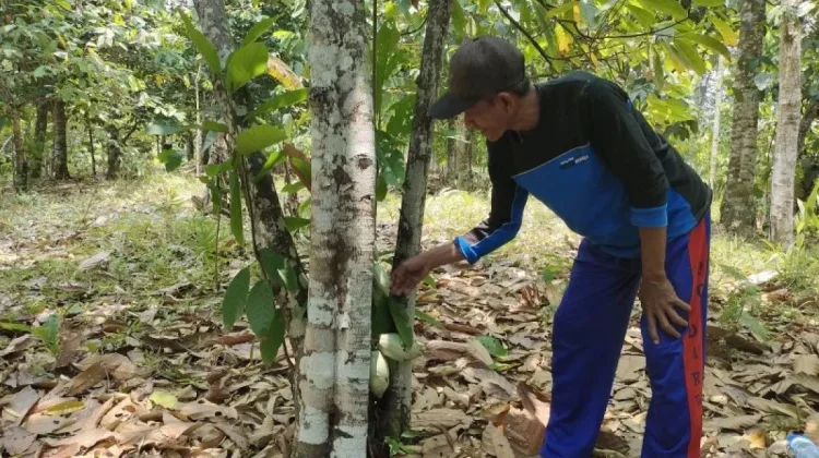 Social Forestry Boosts Local Economies and Conservation