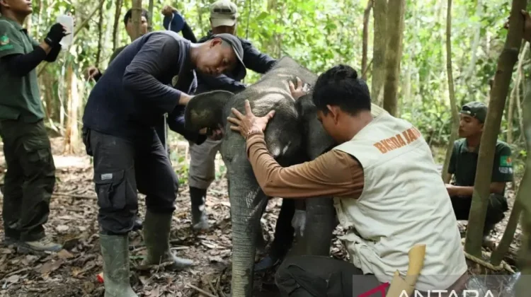 Rescued Elephant Calf Rejoins Herd in Jambi Sanctuary