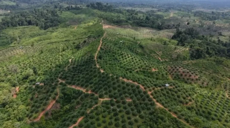 Illegal Oil Palm Plantations Persist in Seblat Elephant Sanctuary