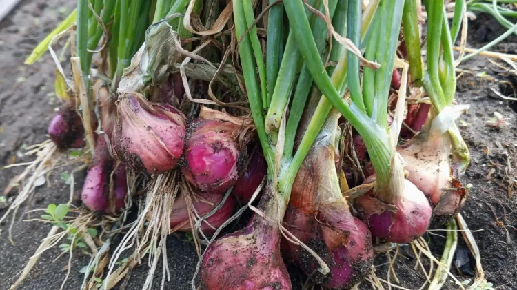 BRIN Silica Fertilizer Boosts Shallot Yields by Up to 70 percent