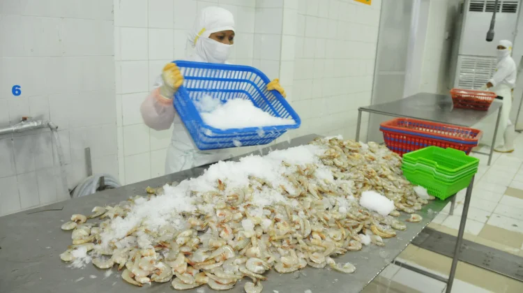 Indonesia Restores Shrimp Market Access After Safety Controls