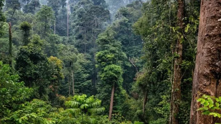 Indonesia and FSC Partner for Sustainable Forest Governance