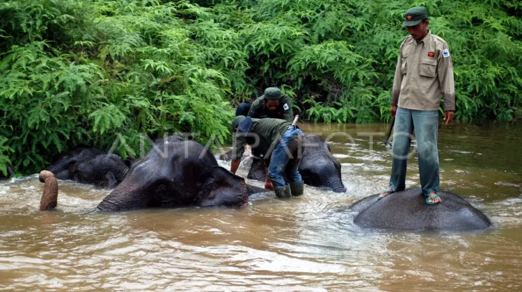 Tesso Nilo Mourns Death of Conservation Elephant Indro