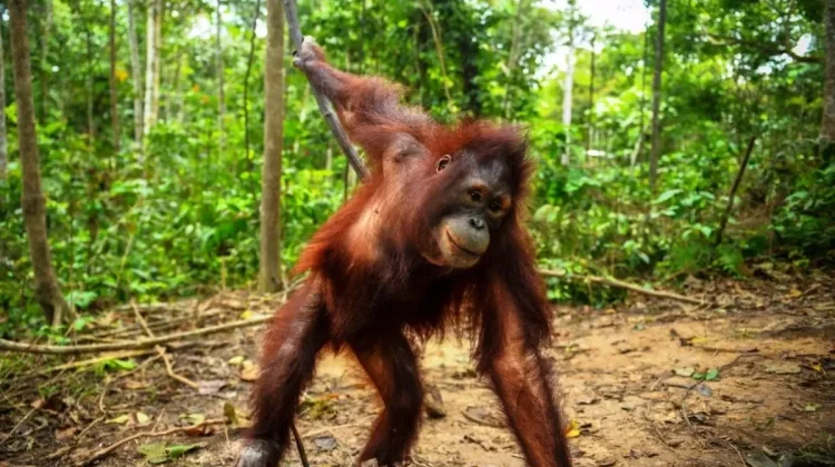Three Released Orangutans Thrive in East Kalimantan Forest