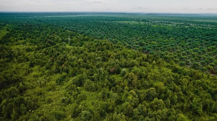 Indonesia Seeks Stronger Global Role in Tropical Peatland Protection