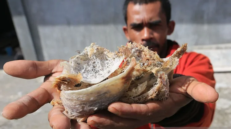Indonesian Quarantine Agency Tightens Swiftlet Nest Export Oversight