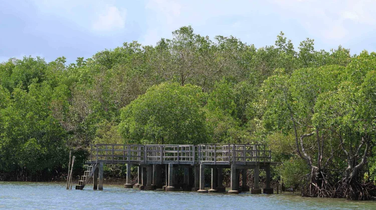Indonesia Strengthens Carbon Trading Framework for Climate Action