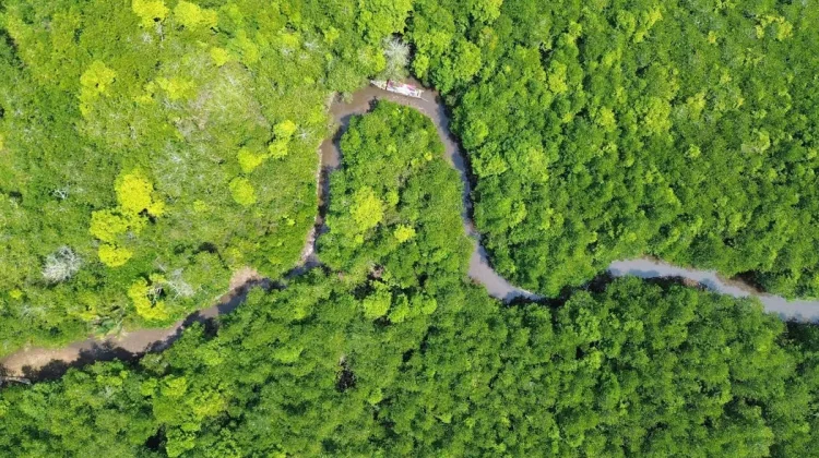 Indonesia Expands Global Partnerships to Restore Mangrove Forests