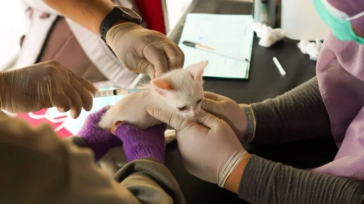 Riau Aims to Vaccinate 22,000 Animals Against Rabies