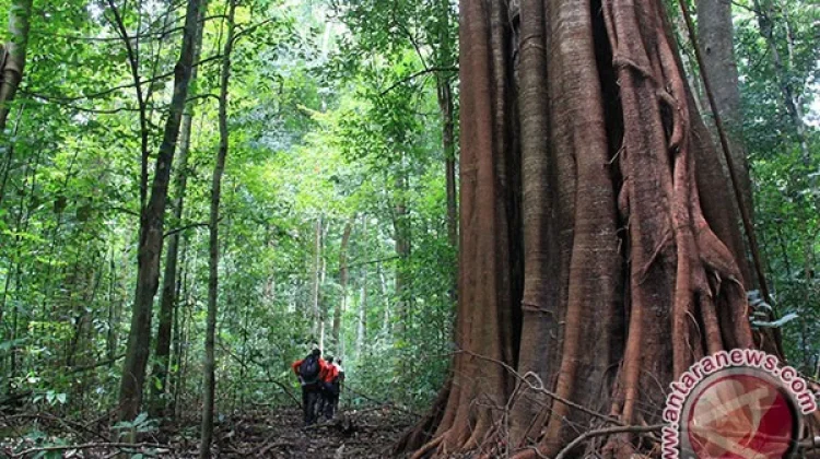 Aceh Drafts Customary Rules to Manage Forests and Mining