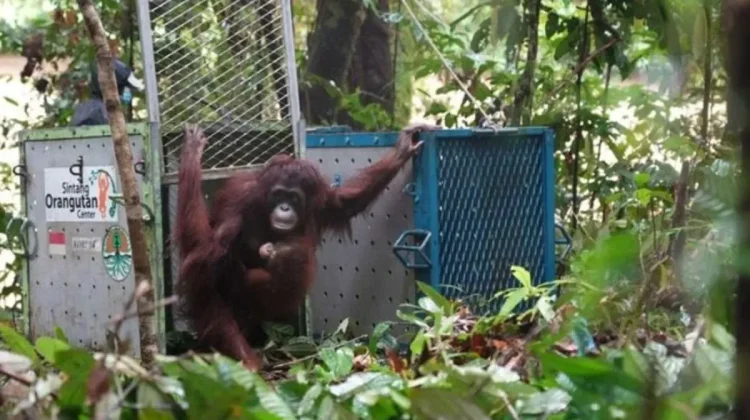 Five Rehabilitated Orangutans Released into Betung Kerihun National Park
