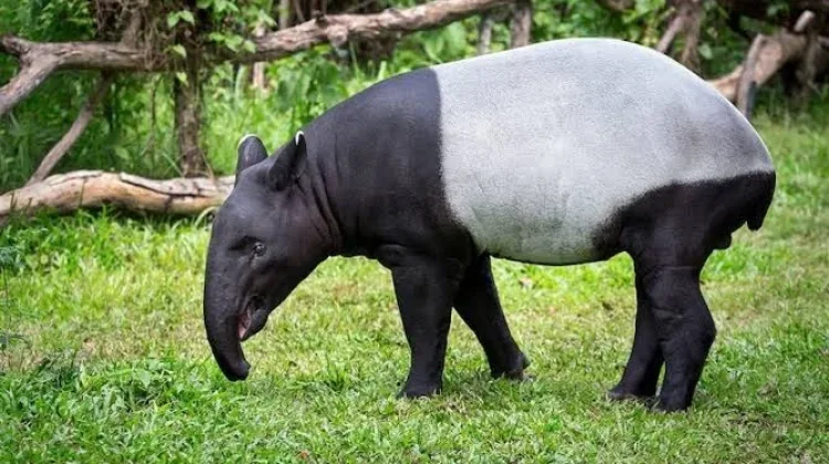 Loss of Sumatran Tapir in Lampung Undermines Forest Ecosystem Balance