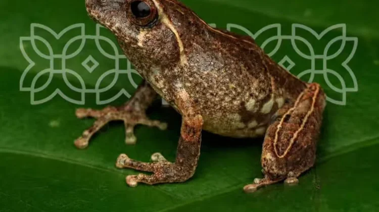 New Bush Frog Species Discovered on the Slopes of Mount Merapi
