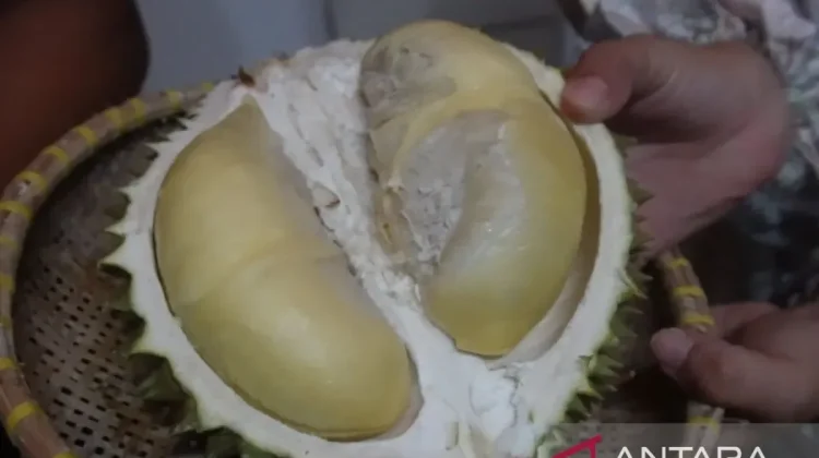 Pangkalpinang Turns Destar Point into Premium Local Durian Hub
