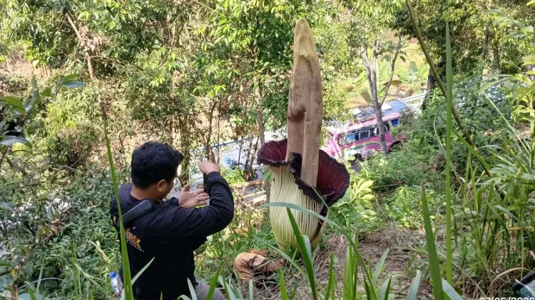 Titan Arum Blooms Fully Beside West Sumatra–North Sumatra Highway