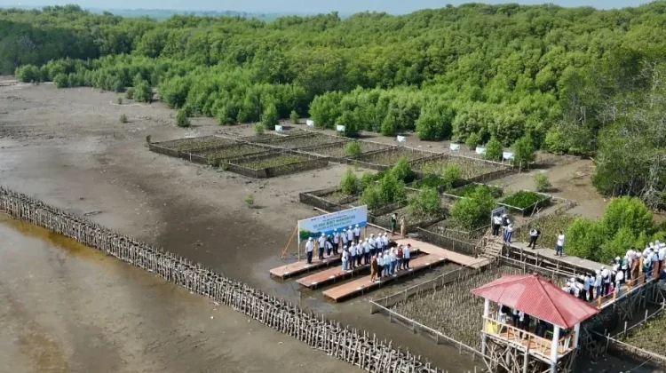 Pupuk Kujang Plants 5,151 Mangroves to Fight Coastal Erosion in Karawang