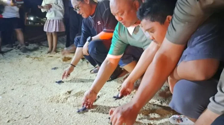 Derawan Turtle Conservation Boosts Island’s Marine Tourism Appeal