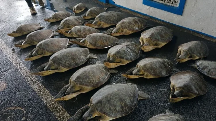 Twenty One Smuggled Green Turtles Released in Bali to Boost Ecosystem