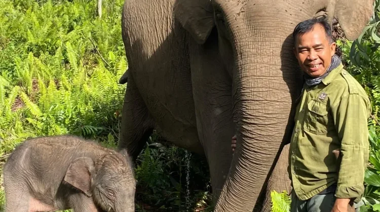Indonesia’s New Elephant Protection Policy Sets Conservation Benchmark
